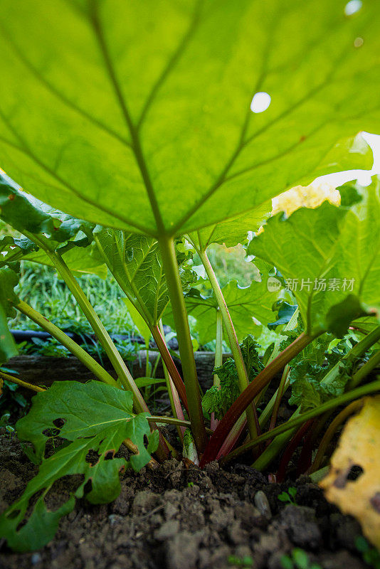 大黄植物(Rheum officinale)，低视角